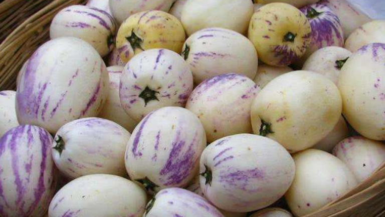 香瓜茄的功效与作用