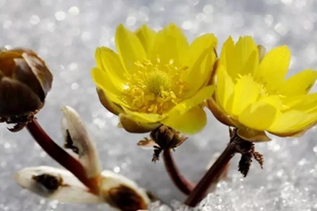 侧金盏花的功效与作用