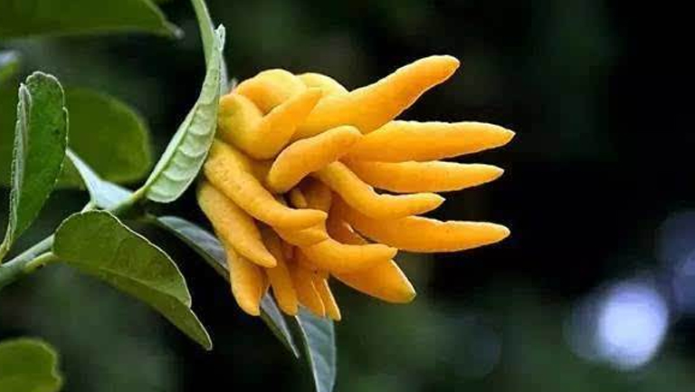 佛手果的功效与作用