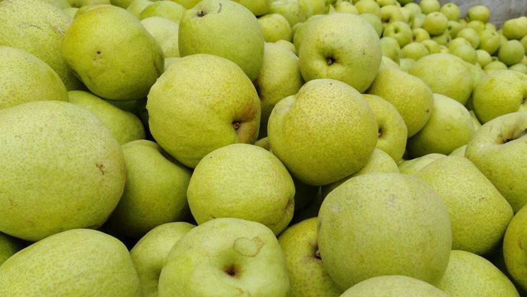 砀山梨的功效与作用