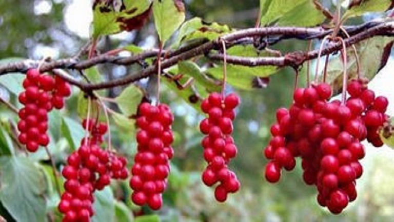 五味子对女性的功效与作用