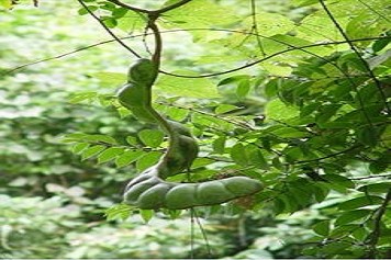 榼藤子的功效与作用