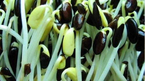 黑豆豆芽的功效与作用