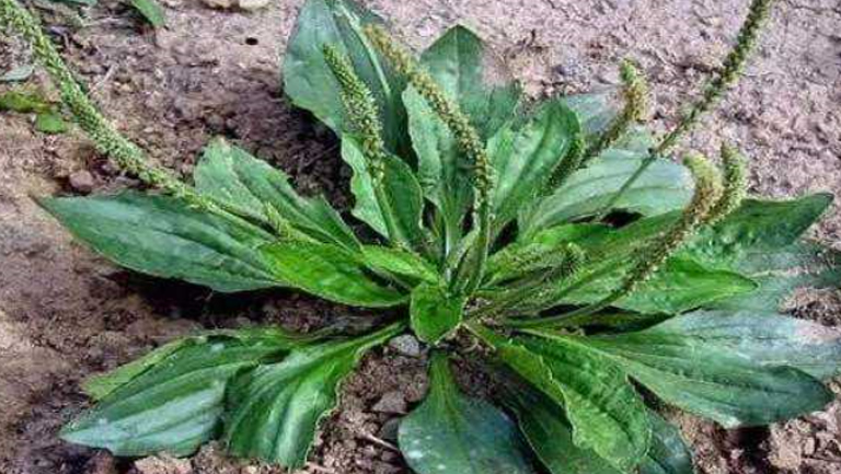 车轱辘菜的功效与作用