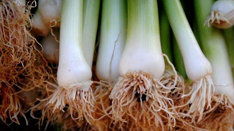 葱根须的功效与作用