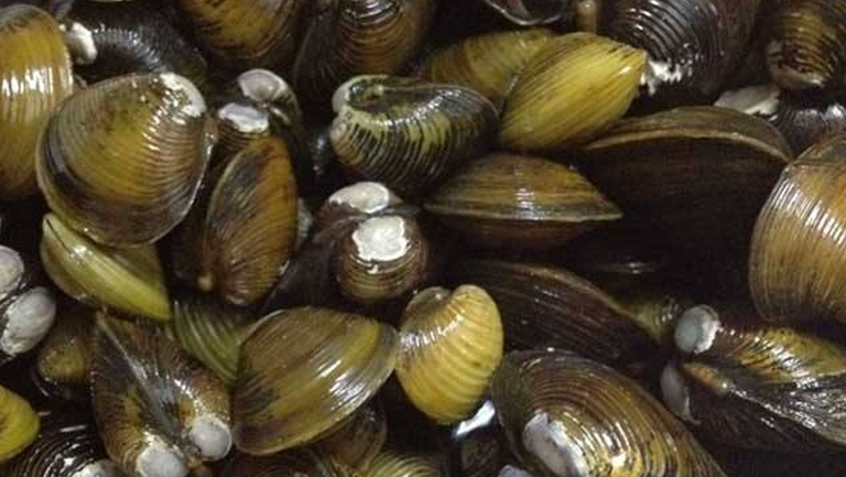 沙螺的功效与作用