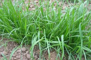 麦草的功效与作用