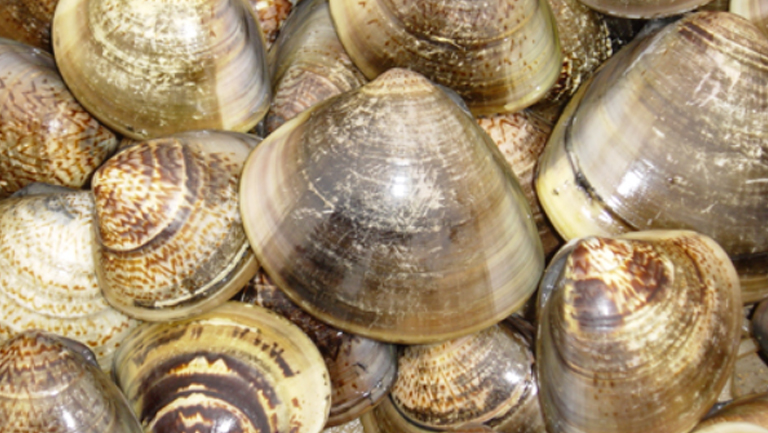 文蛤的功效与作用