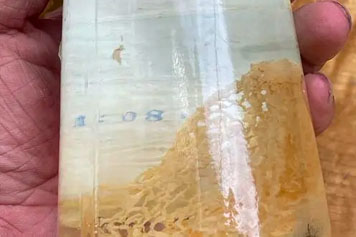 竹荪酒的功效与作用