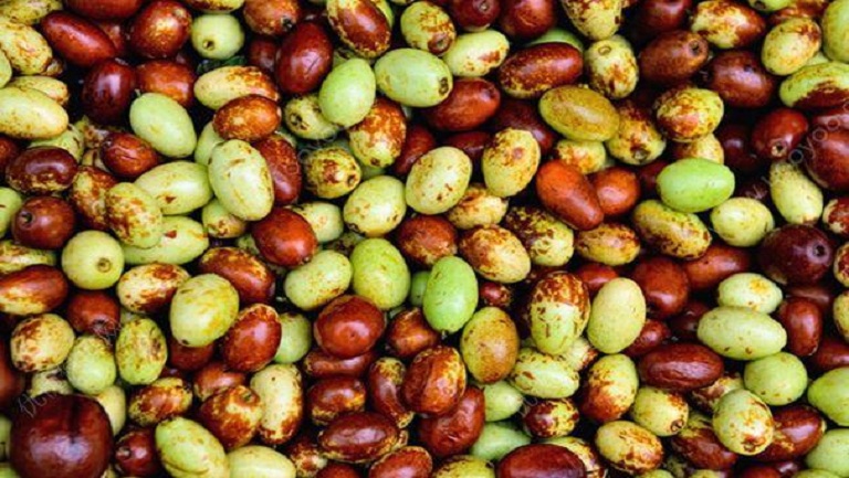 生枣子的功效与作用