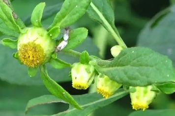 鹿活草的功效与作用