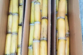 黄皮甘蔗的功效与作用