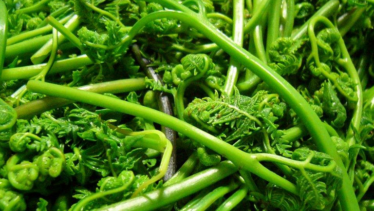 水蕨菜的功效与作用