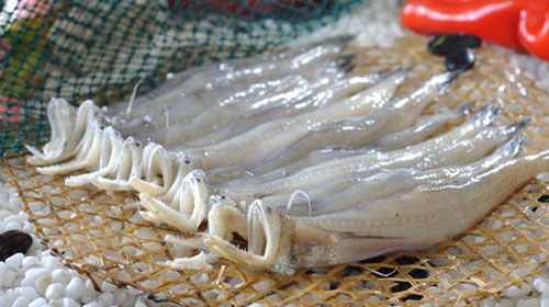 丝丁鱼的功效与作用