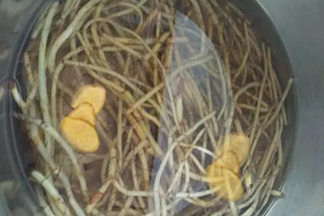 生姜鱼腥草煮水喝的功效与作用