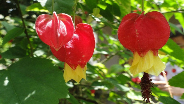 灯笼花的功效与作用