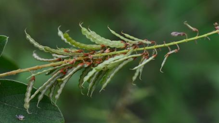 饿蚂蝗的功效与作用