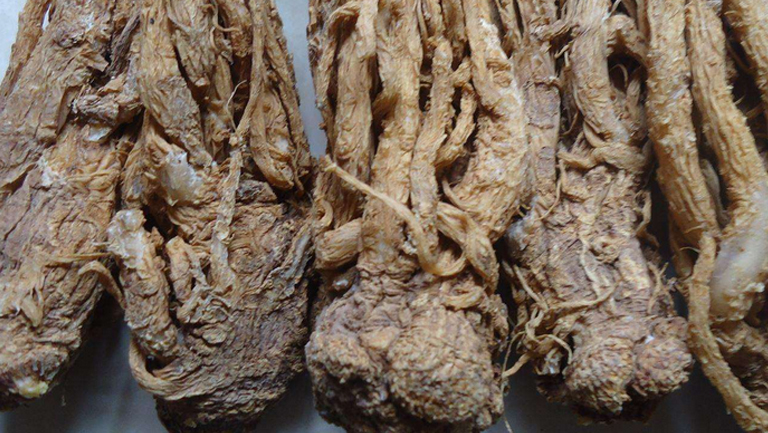 当归根的功效与作用