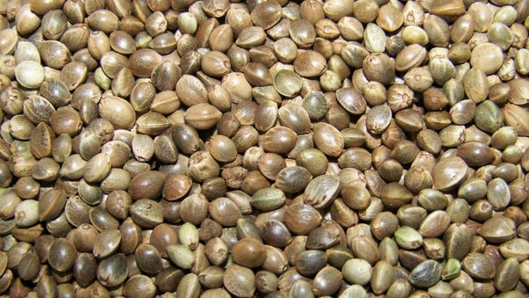 麻子的功效与作用