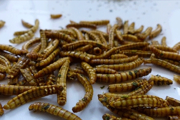 那曲冬虫夏草的功效与作用