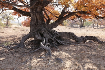 老松树根的功效与作用