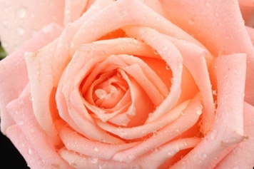 玫瑰花蕊的功效与作用