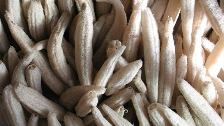 干丝瓜络的功效与作用