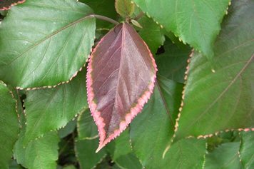 金边红桑的功效与作用