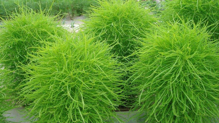 扫帚菜的功效与作用