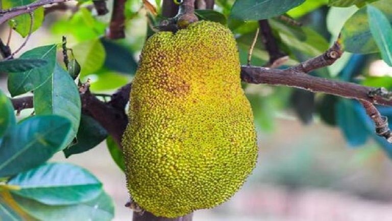 波罗蜜的功效与作用