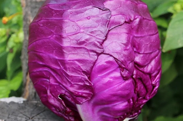紫色卷心菜的功效与作用