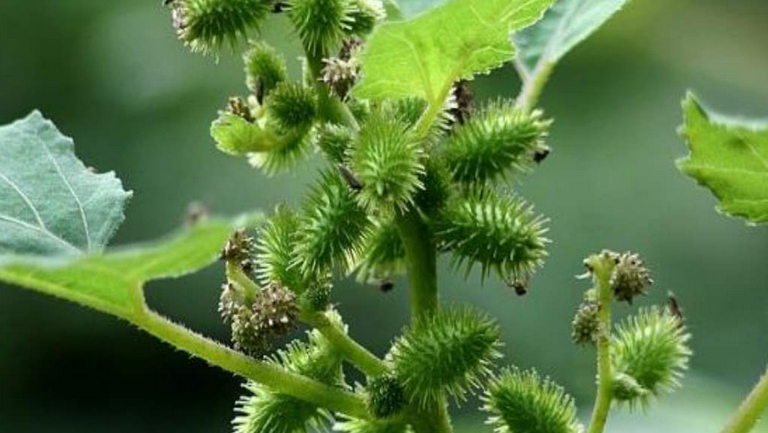 苍耳的功效与作用