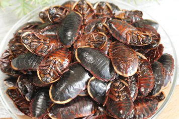 土王八虫子的功效与作用