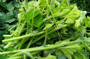 南瓜梗的功效与作用