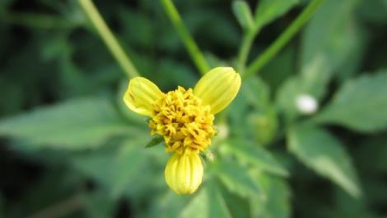 婆婆针的功效与作用