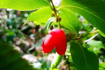 苦糖果的功效与作用