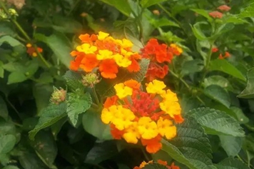 七星花的功效与作用