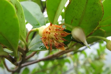 黄瑞木的功效与作用