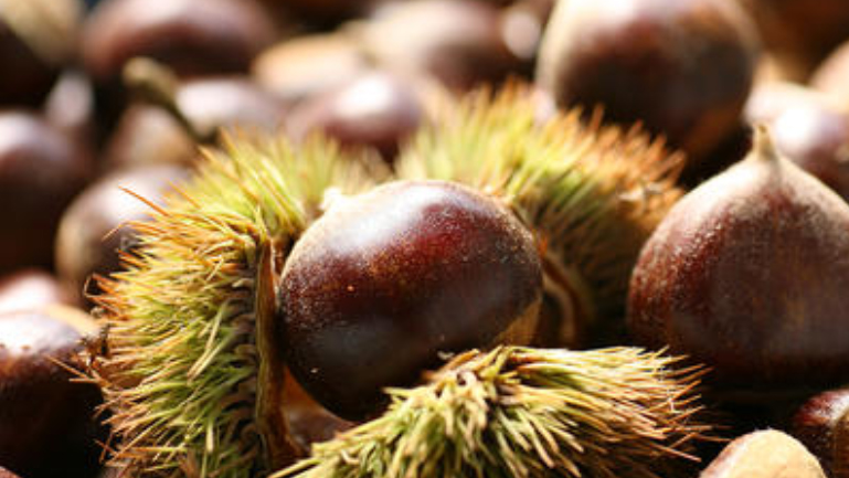 板栗壳的功效与作用