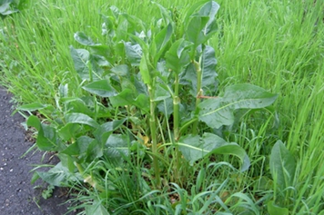 巴天酸模的功效与作用