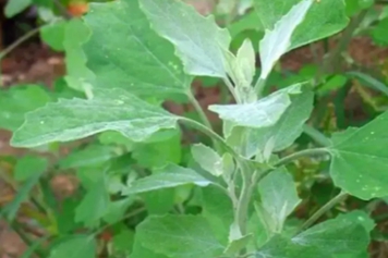 野灰灰菜的功效与作用