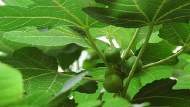无花果叶汁液的功效与作用