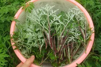 红梗艾叶的功效与作用