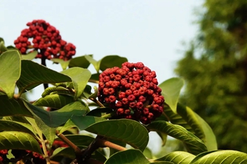 气辣子的功效与作用