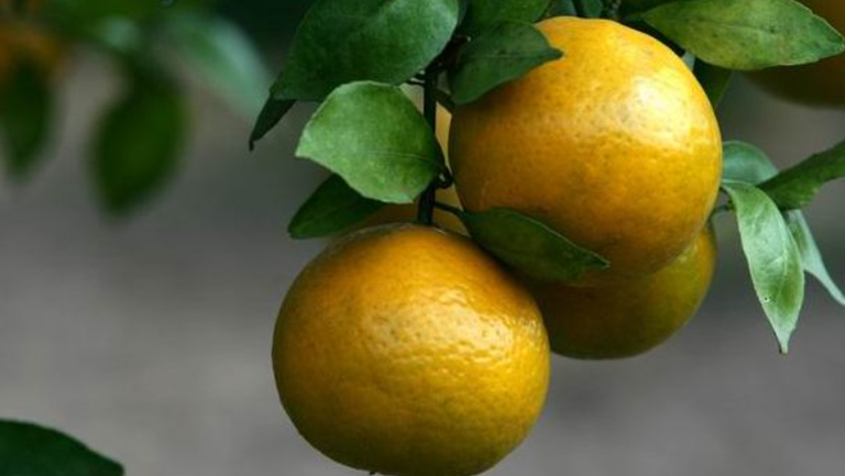 皇帝柑的功效与作用