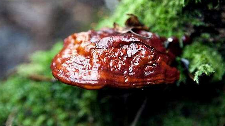 茵阳芝的功效与作用