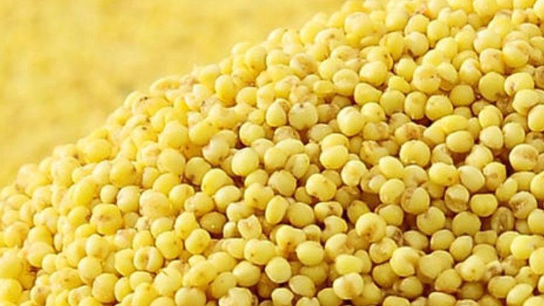 糯小米的功效与作用