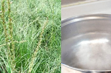 蒜辫子草煮水的功效与作用