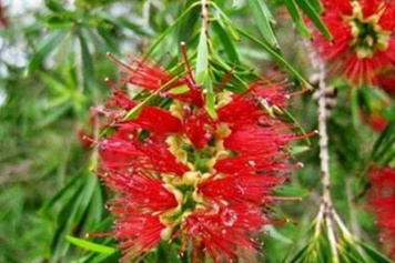 红豆杉的功效与作用