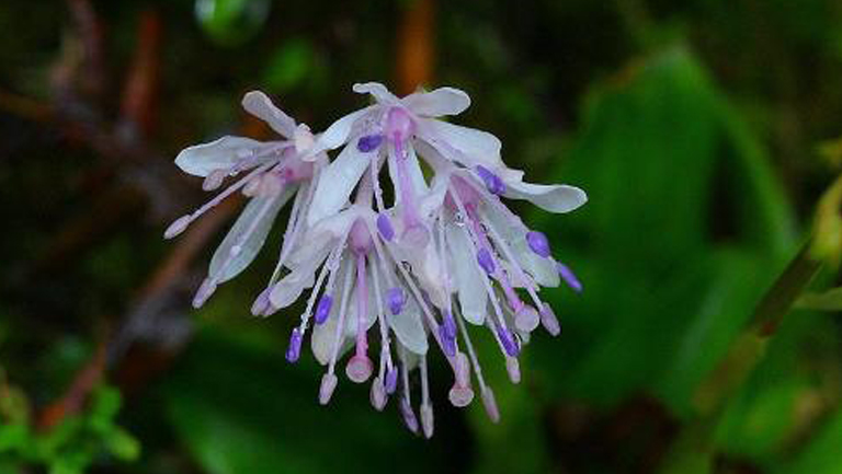 麻花的功效与作用